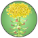 Rhodiola